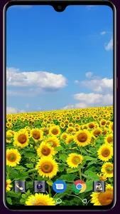 Sunflower Wallpaper screenshot 10