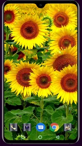 Sunflower Wallpaper screenshot 13