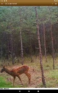 SuperJagd Wildkamera screenshot 20