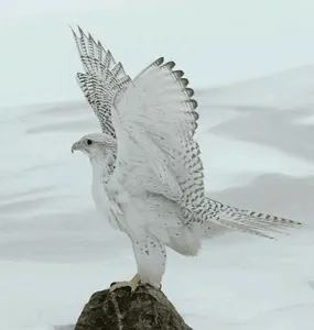 صور صقور screenshot 6