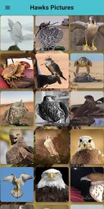 صور صقور screenshot 7