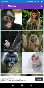 Bonobo, Chimpanzee, Gorilla, M screenshot 0
