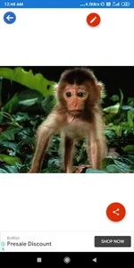 Bonobo, Chimpanzee, Gorilla, M screenshot 1