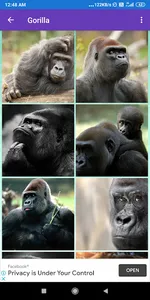 Bonobo, Chimpanzee, Gorilla, M screenshot 2