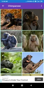 Bonobo, Chimpanzee, Gorilla, M screenshot 4