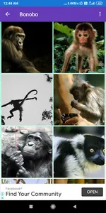 Bonobo, Chimpanzee, Gorilla, M screenshot 6