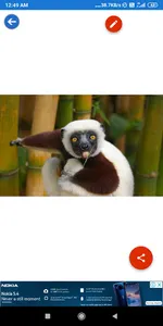 Bonobo, Chimpanzee, Gorilla, M screenshot 7