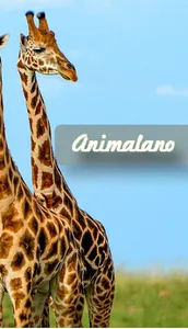 Animalano screenshot 3