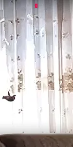 Serdar Bird screenshot 4