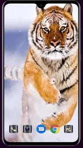 Royal Bengol Tiger Wallpaper screenshot 10