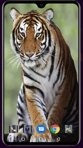 Royal Bengol Tiger Wallpaper screenshot 11