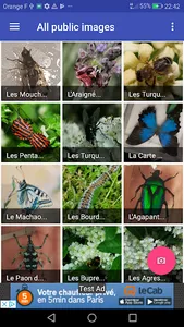Insect Identifier screenshot 2