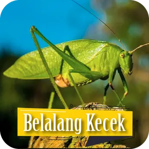 Suara Belalang Kecek Lovebird screenshot 1
