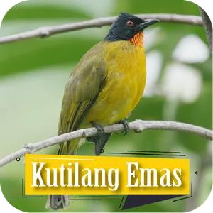 Suara Pikat Kutilang Emas screenshot 1