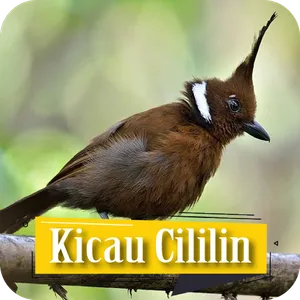 Kicau Cililin Isian Gacor screenshot 6