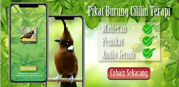 Kicau Cililin Isian Gacor screenshot 7