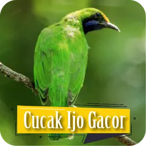 Suara Cucak Ijo Gacor Ngentrok screenshot 1