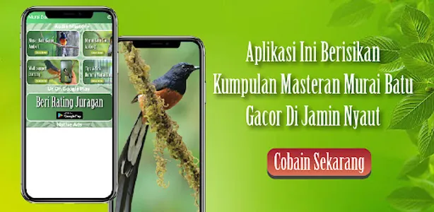 Masteran Burung Murai Batu screenshot 0