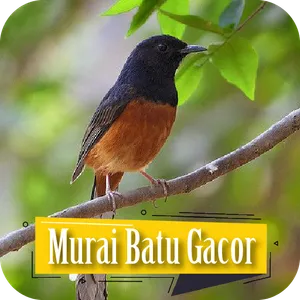 Masteran Burung Murai Batu screenshot 6