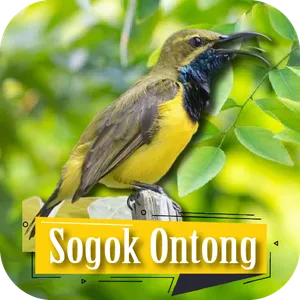Suara Pikat Sogok Ontong screenshot 6
