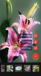 Flowers Wallpaper screenshot 2