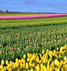 Tulips Flowers Wallpapers screenshot 1