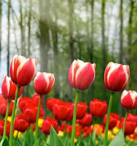 Tulips Flowers Wallpapers screenshot 4