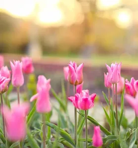 Tulips Flowers Wallpapers screenshot 6