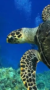 🐢 Sea Turtle Lock Screen Live screenshot 12
