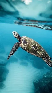 🐢 Sea Turtle Lock Screen Live screenshot 14