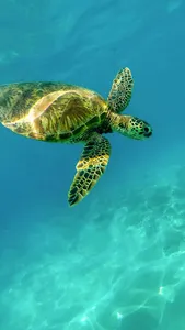 🐢 Sea Turtle Lock Screen Live screenshot 15