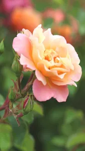 Rose Wallpaper Roses Flower HD screenshot 9