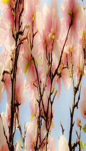 Wallpaper for Lenovo K3, K4, K screenshot 1