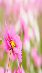 S8, S9, S10, S11, S12 Wallpape screenshot 0