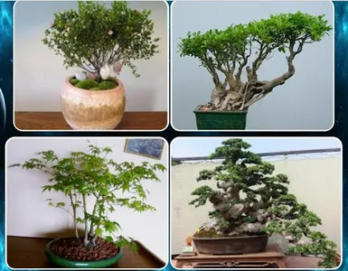 various bonsai plants screenshot 1