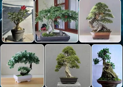 various bonsai plants screenshot 2