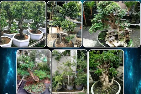 various bonsai plants screenshot 4