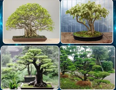 various bonsai plants screenshot 6