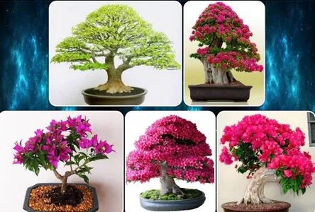 various bonsai plants screenshot 7
