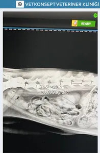 Vetkonsept Veteriner Kliniği screenshot 6