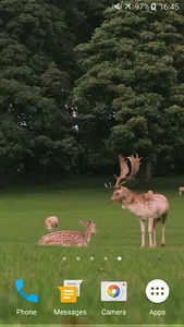 Deers Video Live Wallpaper screenshot 0