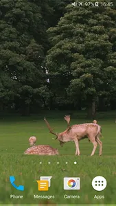 Deers Video Live Wallpaper screenshot 1