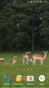 Deers Video Live Wallpaper screenshot 4