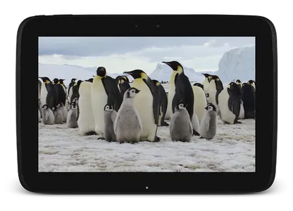 Penguins Video Live Wallpaper screenshot 10