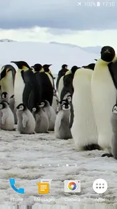 Penguins Video Live Wallpaper screenshot 6