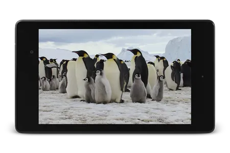 Penguins Video Live Wallpaper screenshot 8