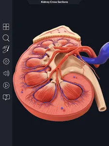 Kidney Anatomy screenshot 10