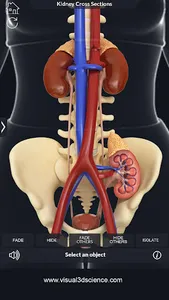 Kidney Anatomy screenshot 5