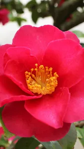 Camellia Wallpaper screenshot 0