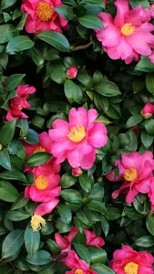 Camellia Wallpaper screenshot 2
